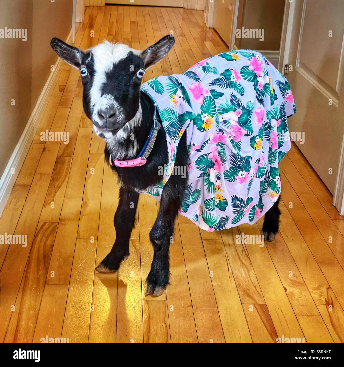 Eine freundliche Ziege in einem Kleid. Stockfoto