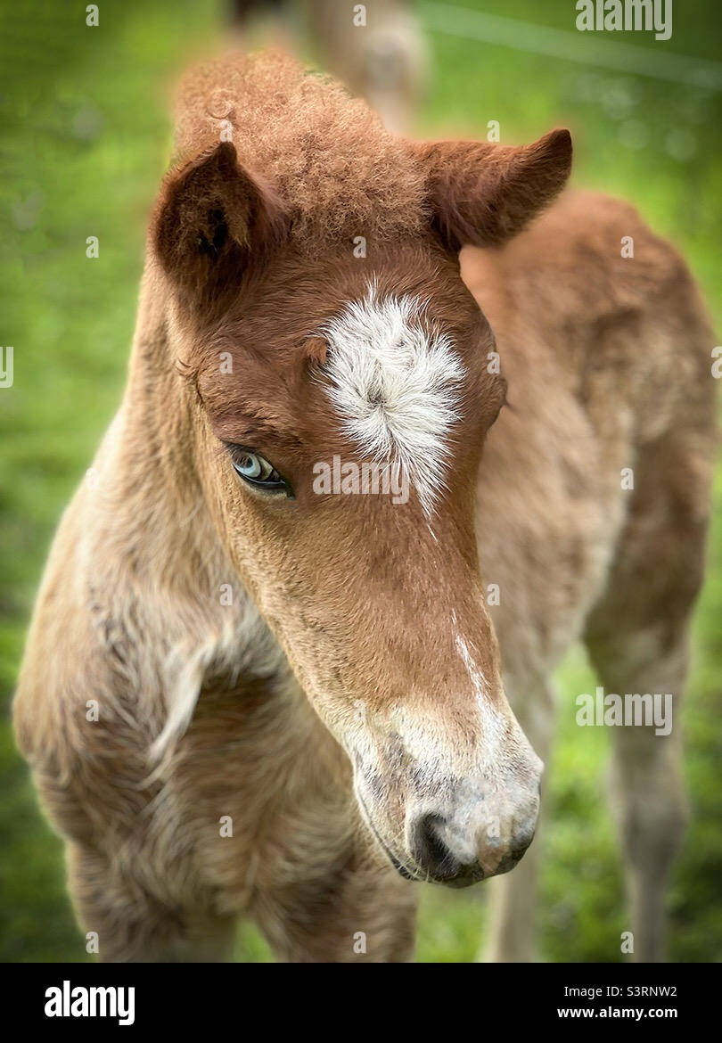 Neugeborenes isländisches Pferdefohlen mit blauem Auge Stockfoto