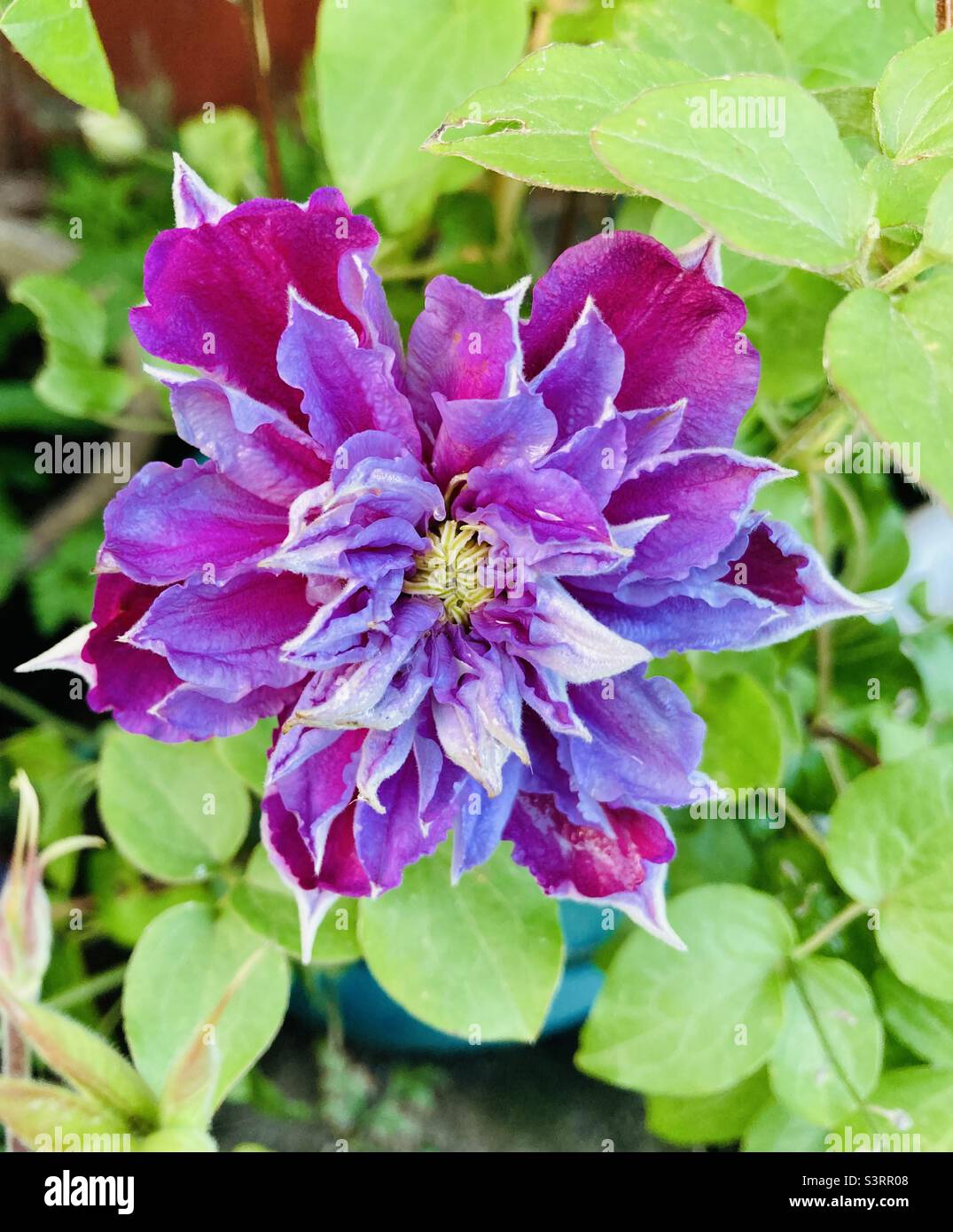 Clematis in voller Blüte Stockfoto