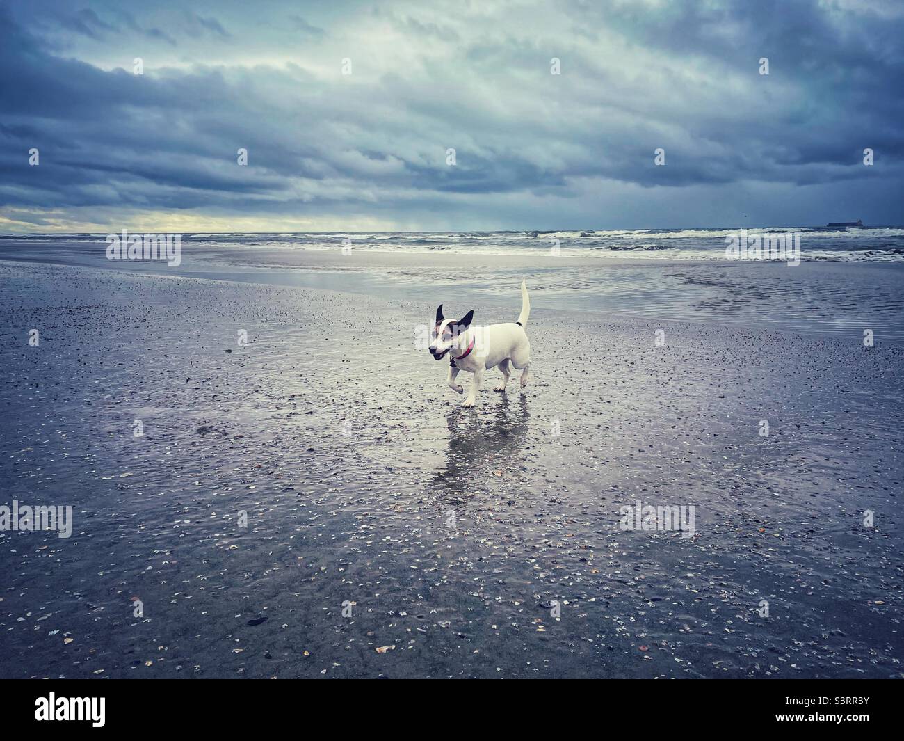 Hund läuft am Strand an einem kühlen stürmischen Tag. - Smartphone-aufgenommenes Stockfoto