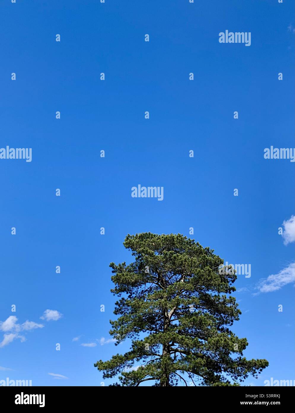 Spitze der hohen Kiefer gegen großen blauen Himmel Stockfoto