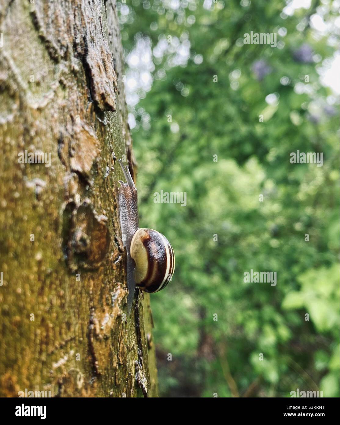 Beruhigendes Naturfoto, Schnecke klettert nach einem regnerischen Tag auf den Baum Stockfoto