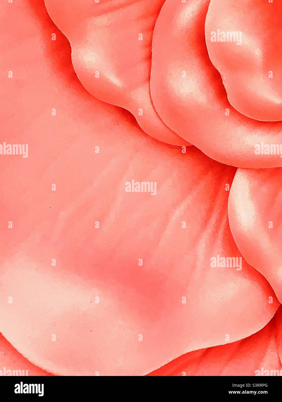 Üppig. Rosa Blütenblatt abstrakt Stockfoto