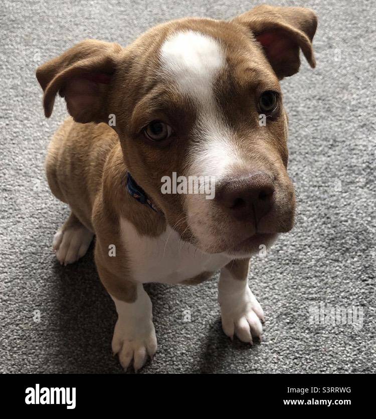 American bulldog puppy -Fotos und -Bildmaterial in hoher Auflösung – Alamy