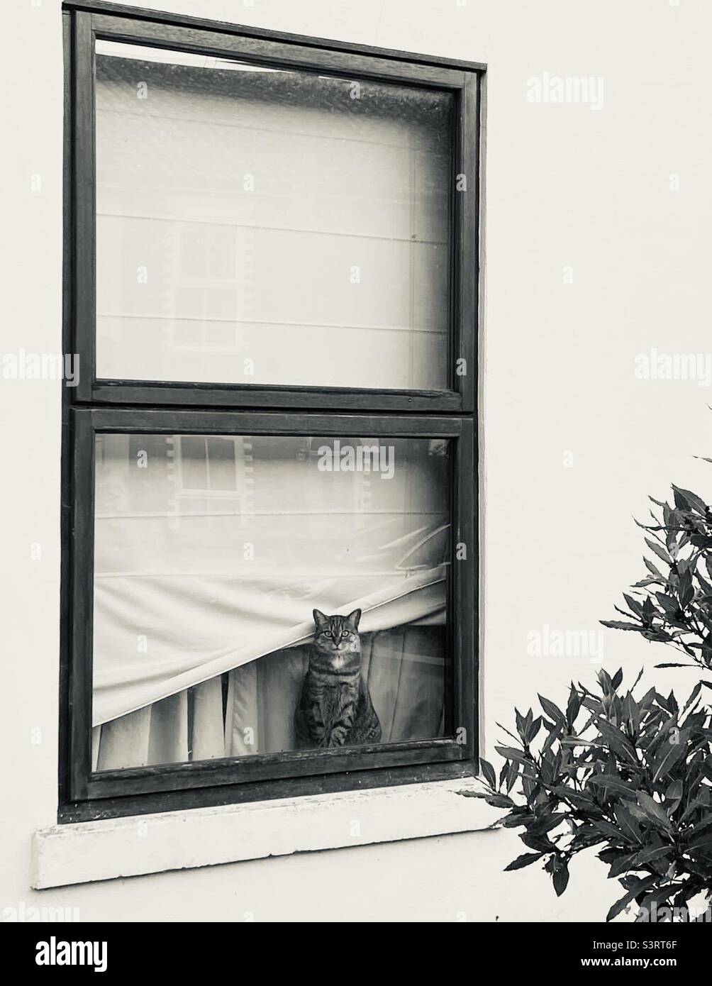 Die Katze gucken aus dem Fenster. Stockfoto