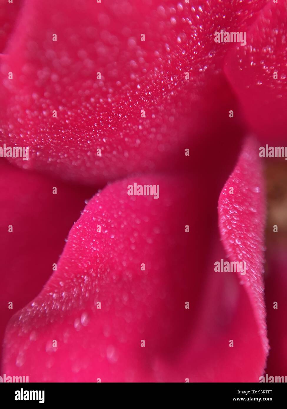 Nahaufnahme von roten Rosenblättern Stockfoto
