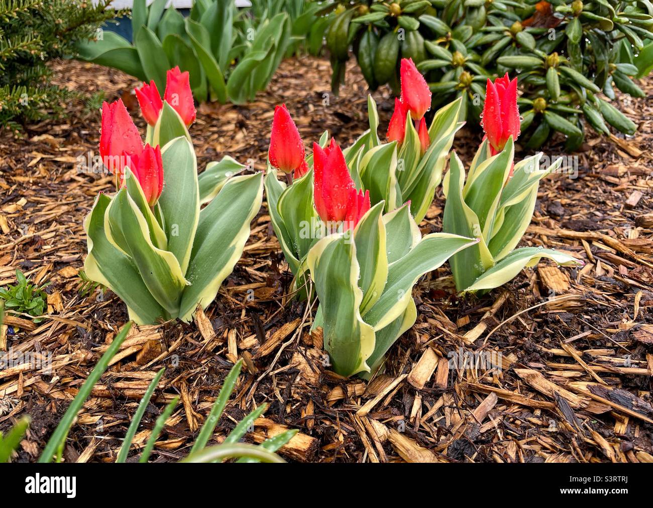 Frühe Zwergtulippen im Frühlingsgarten. - Smartphone-aufgenommenes Stockfoto