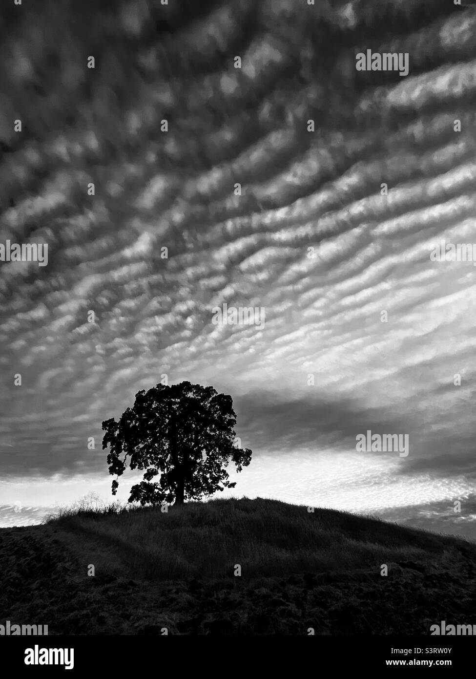 Abendliche Wolkenlandschaft über einem Hügel mit Eiche, in schwarz-weiß Stockfoto
