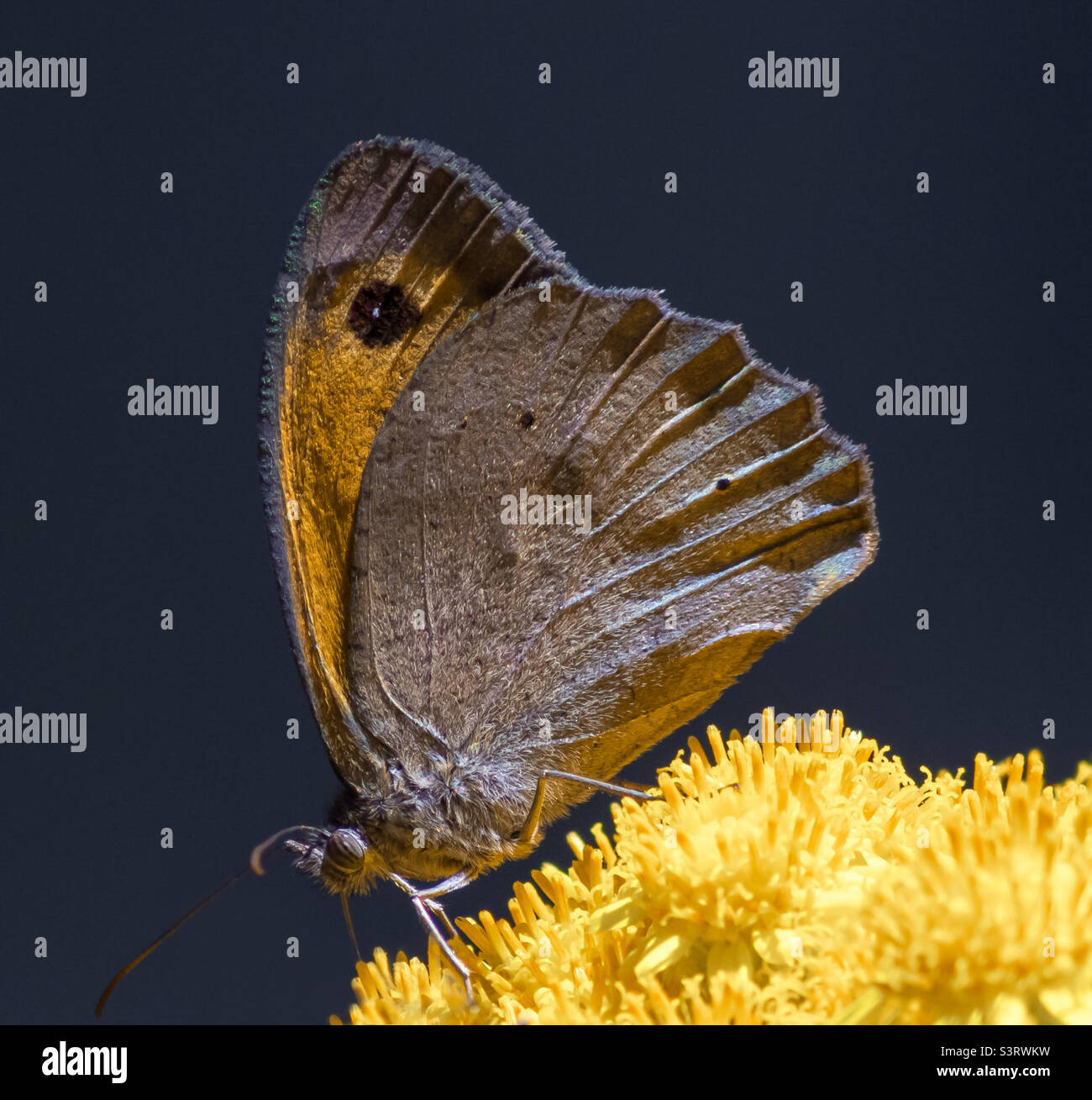 Wiese Brauner Schmetterling auf gelben Blüten Stockfoto