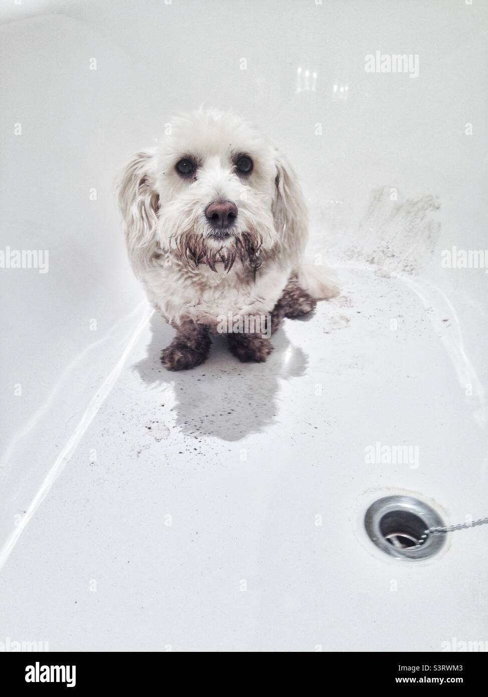 Hund in der Badewanne Stockfoto