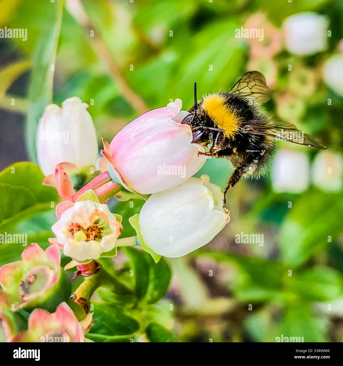 Eine Hummel bestäubt eine Blume auf einem Heidelbeerbusch Stockfoto