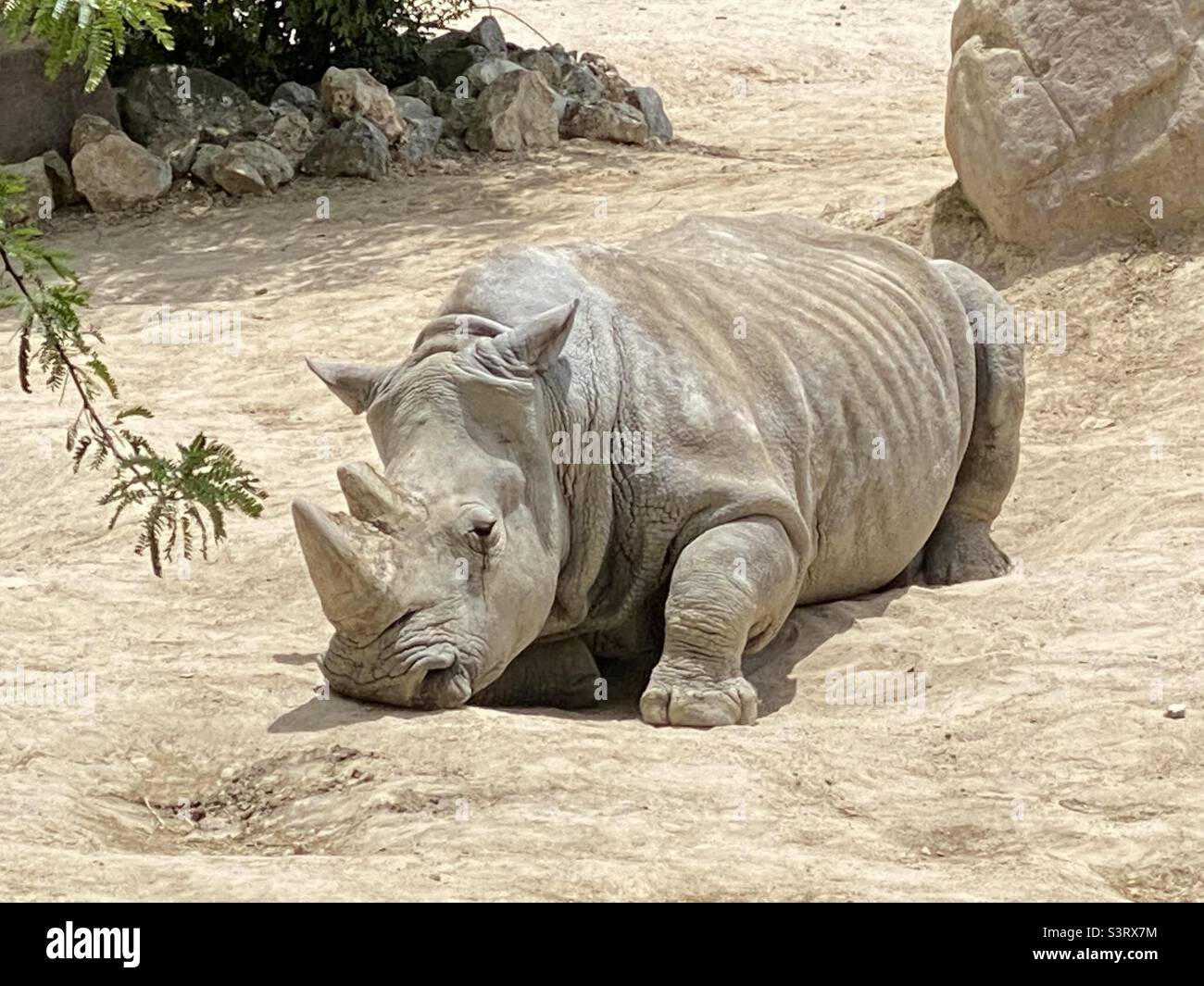 Weiße Nashorn im Sand - Smartphone-aufgenommenes Stockfoto
