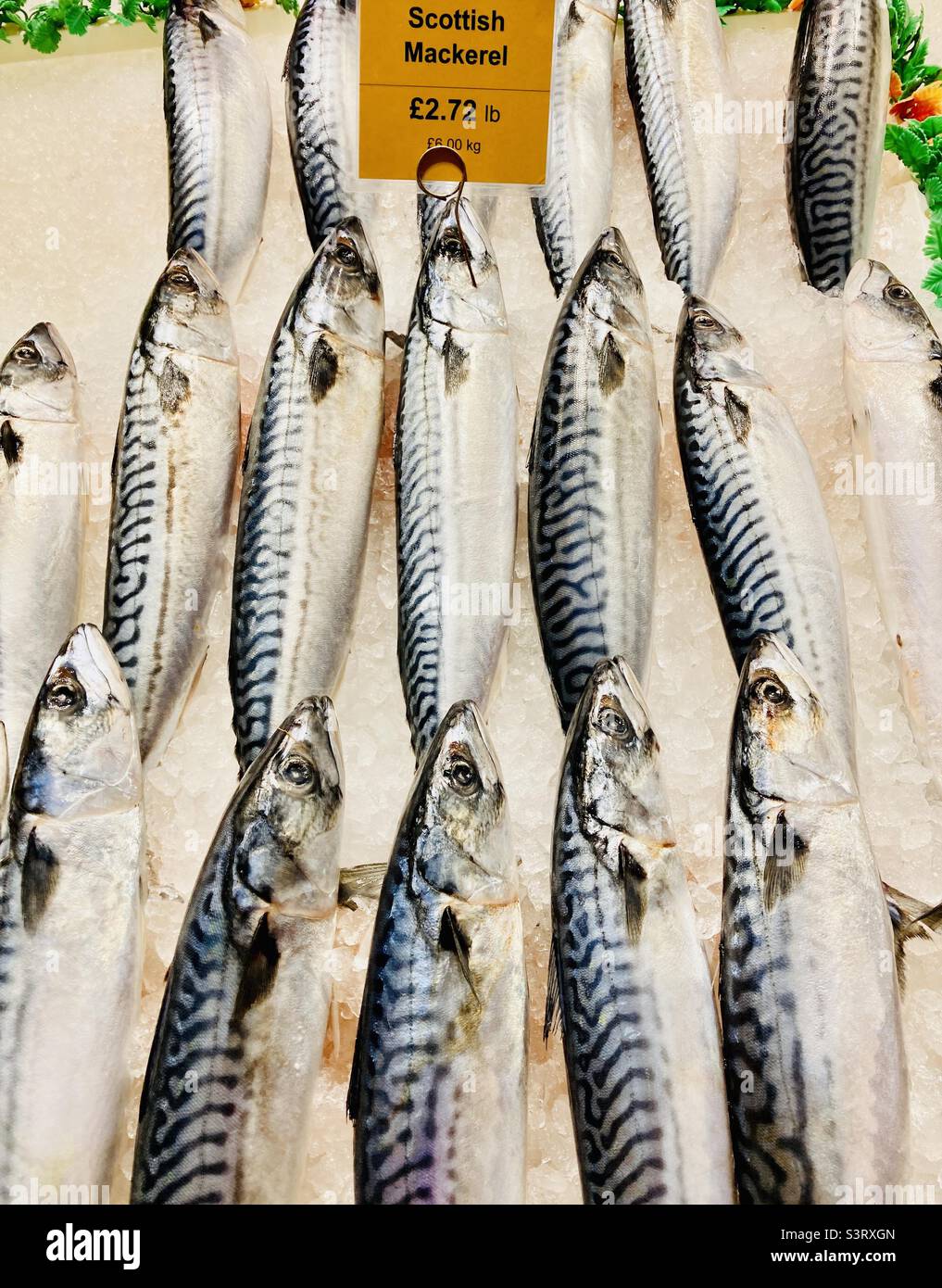 Frischer schottischer oder atlantischer Makrele (Scomber scombrus) auf Eis auf dem Fischmarkt. Stockfoto