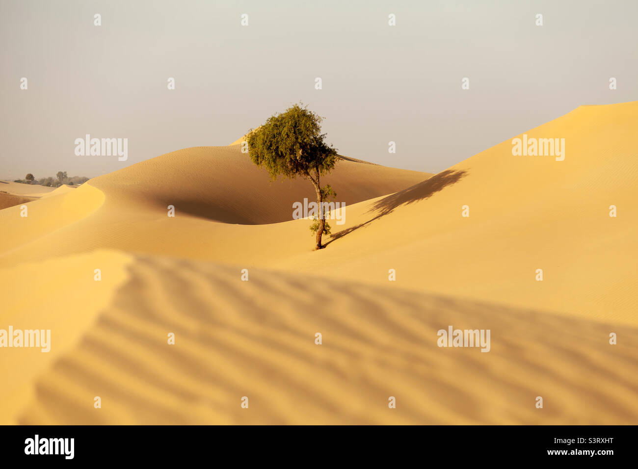 Einsamer Baum in der Wüste am Morgen in Abu Dhabi. Minimalistische Landschaft. Stockfoto