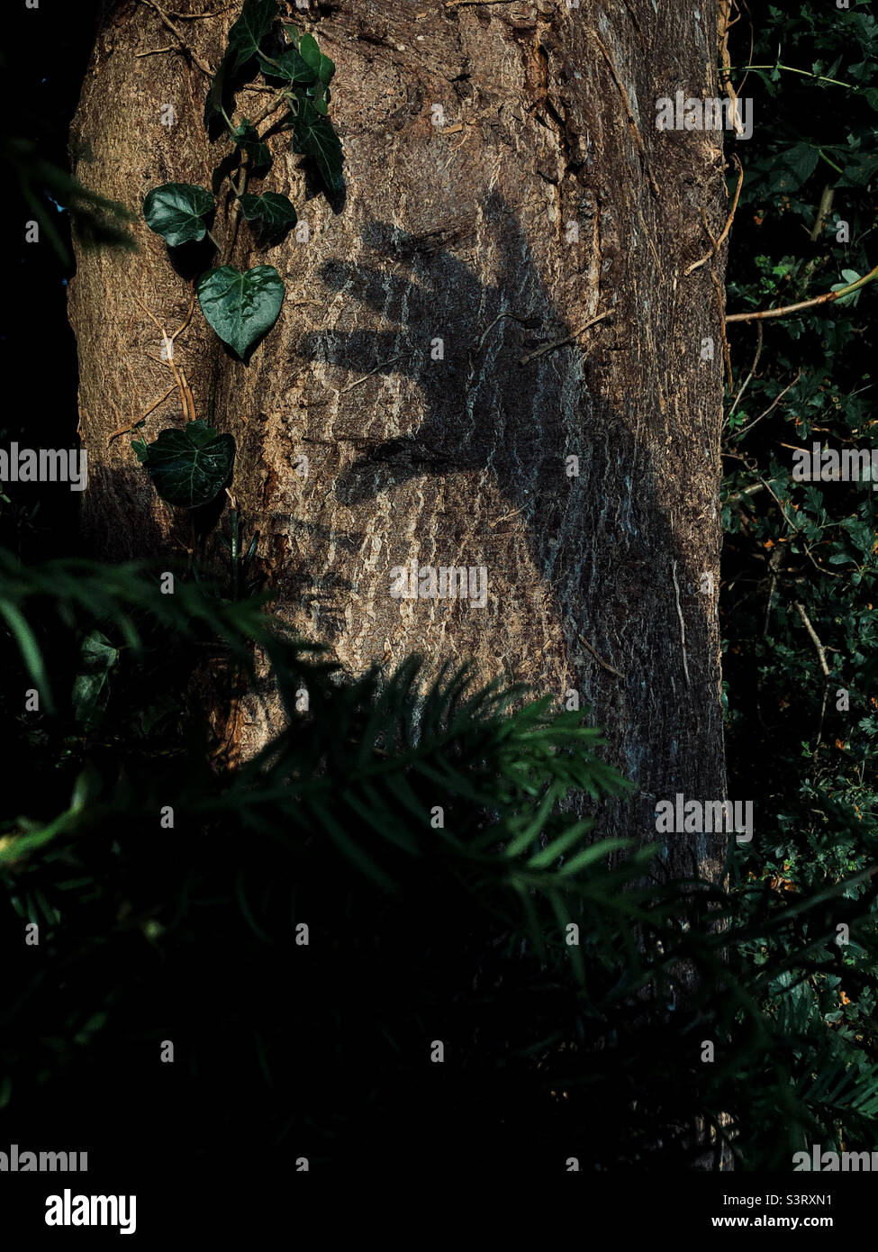 Geheimnisvolles Bild des Schattens der Hand auf einem Baumstamm - Smartphone-aufgenommenes Stockfoto