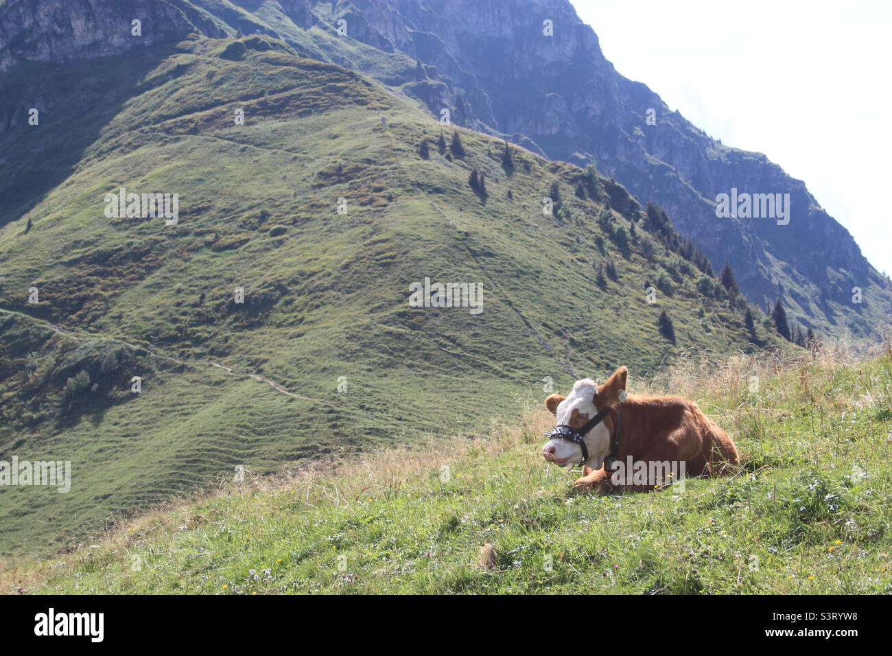 Tiroler Kuh, die friedlich auf einem Berg sitzt Stockfoto