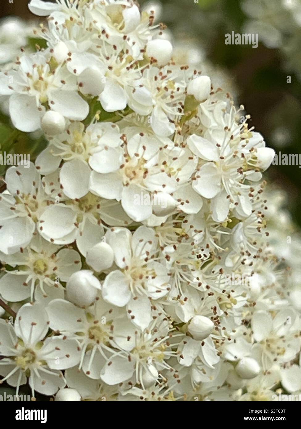 Pyramicantha Nahaufnahme von Blumen Stockfoto