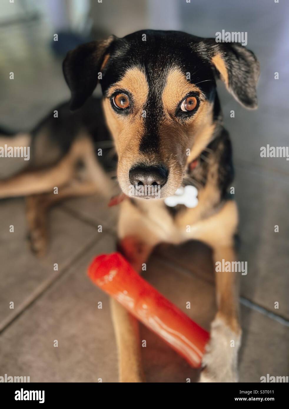 Hund mit quietschendem Spielzeug Stockfoto