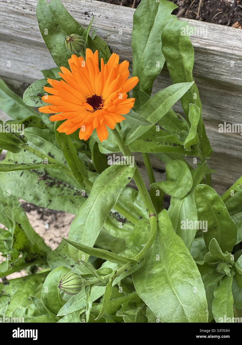 Ringelblume wächst auf der Terrasse Stockfoto