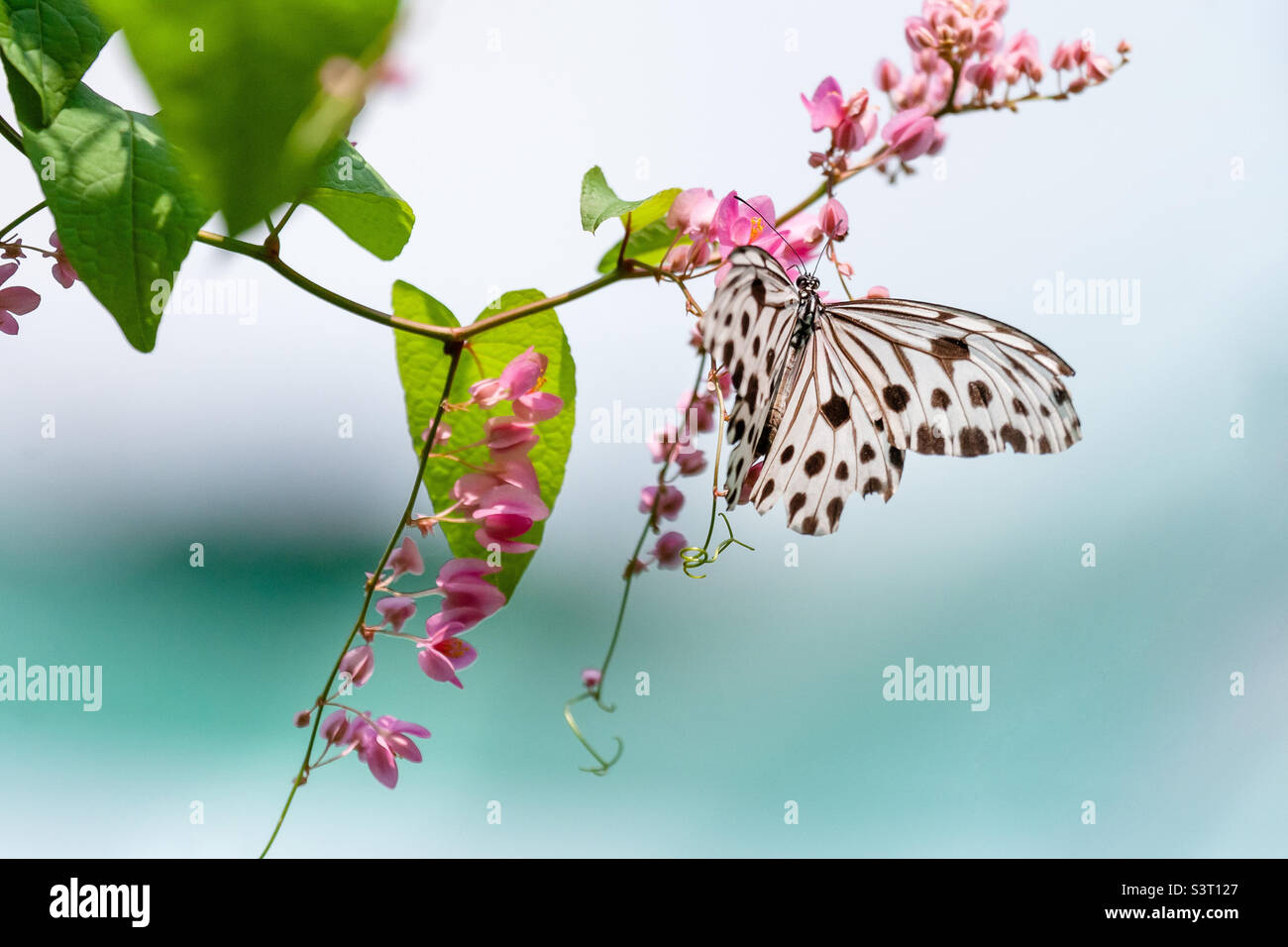 Exotischer Schmetterling mit schwarzen Punkten auf einer grünen Pflanze Stockfoto