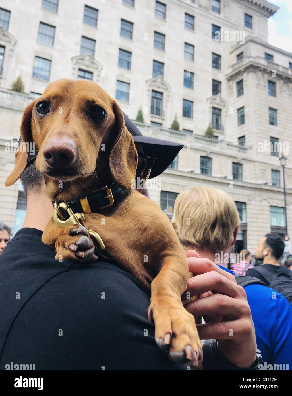 Niedlicher Dachshund, getragen von einem jungen Mann in London - Smartphone-aufgenommenes Stockfoto