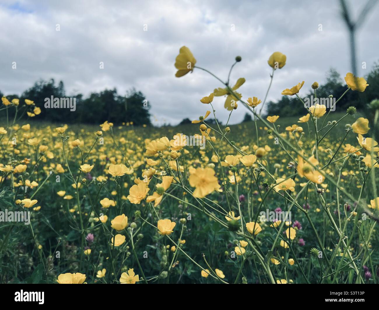 Gelbe Wildblumen auf einer Wiese Stockfoto