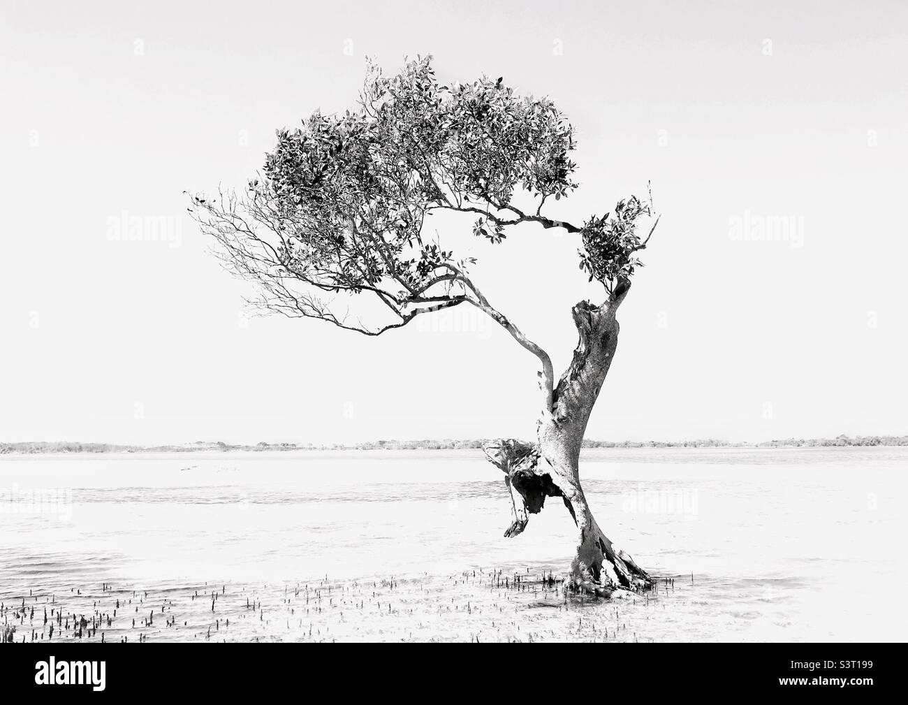Einblügender Baum Schwarz-Weiß - Smartphone-aufgenommenes Stockfoto