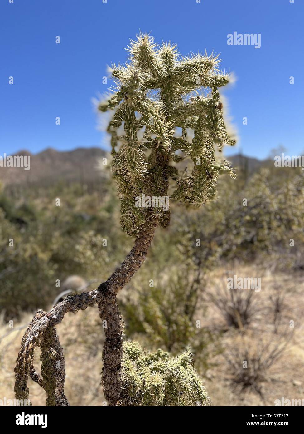 Kaktus Landschaft Stockfoto