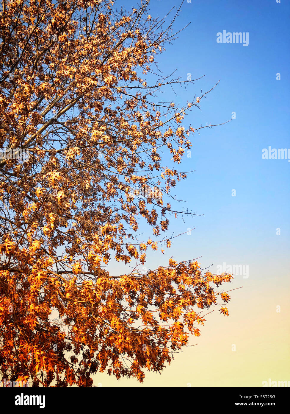 Die goldbraune Herbstfarbe lässt sich an einem blauen Himmel abfärben Stockfoto