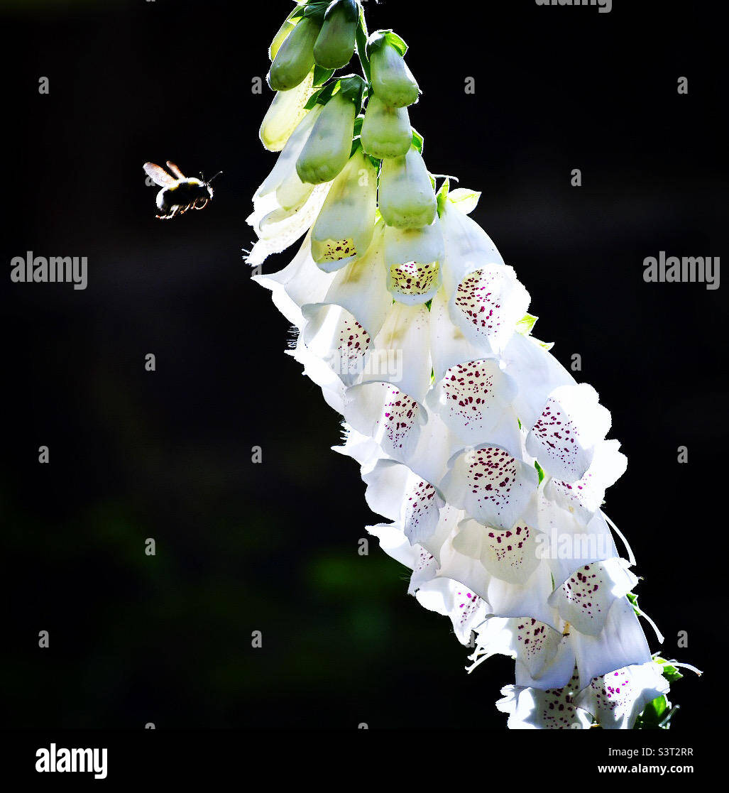 Hintergrundbeleuchtetes Bee 1 Stockfoto