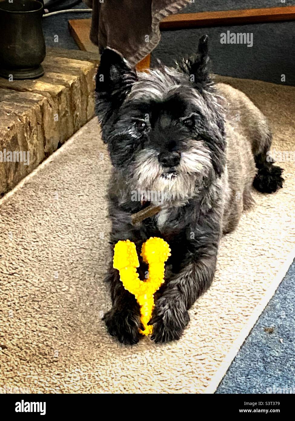 Nahaufnahme eines Cairn Terriers auf einem cremefarbenen Teppich vor einem gemauerten Kamin, der mit einem Plastikknochen spielt, der zwischen den Vorderpfoten gehalten wird - Smartphone-aufgenommenes Stockfoto