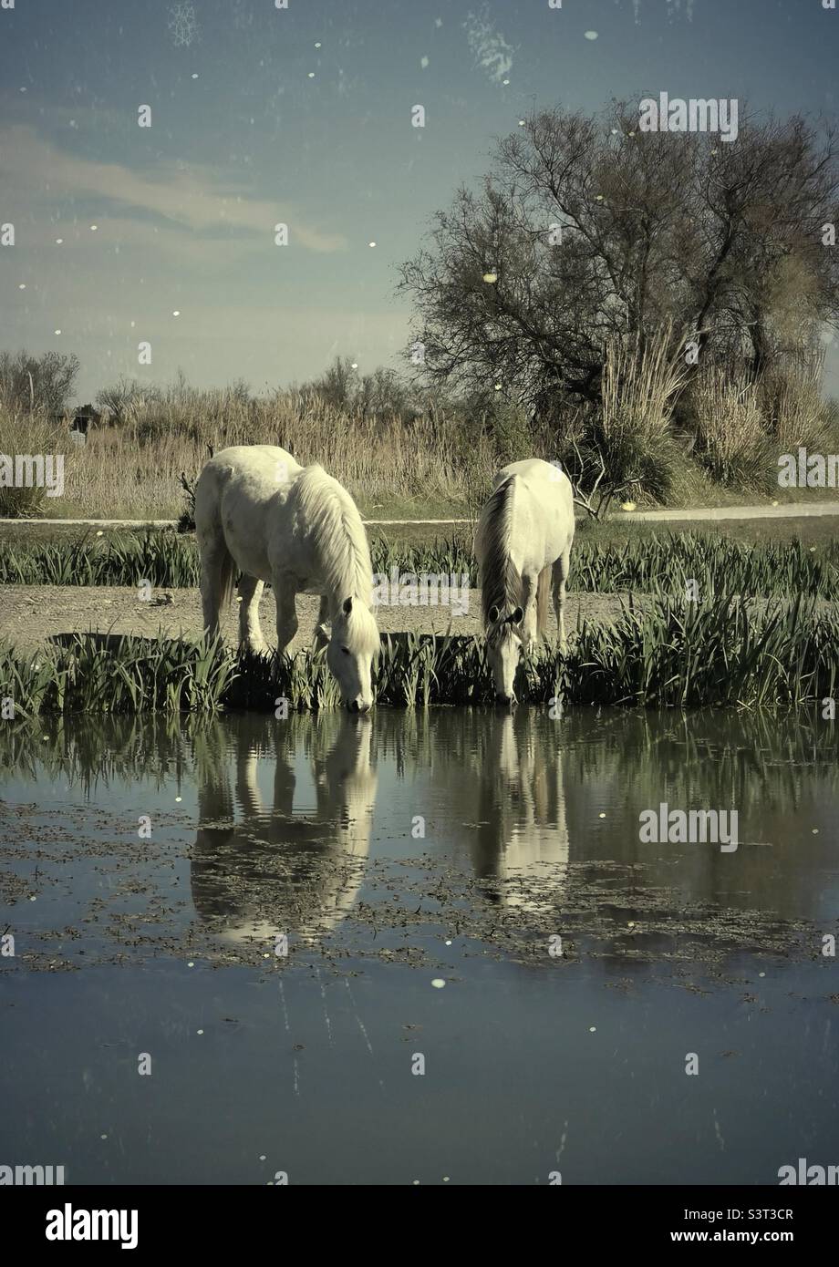Weiße Camargue Pferde trinken im Teich Stockfoto