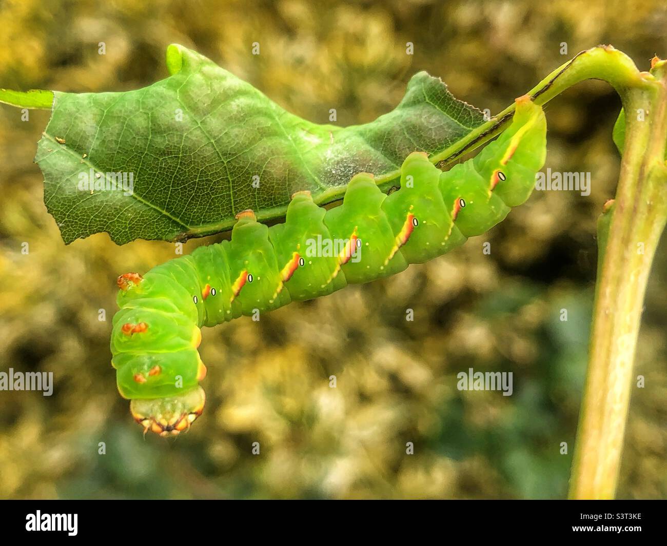 Große, prominente Mottenraupe (Peridea anceps), die auf einem Eichenblatt ruht - Smartphone-aufgenommenes Stockfoto