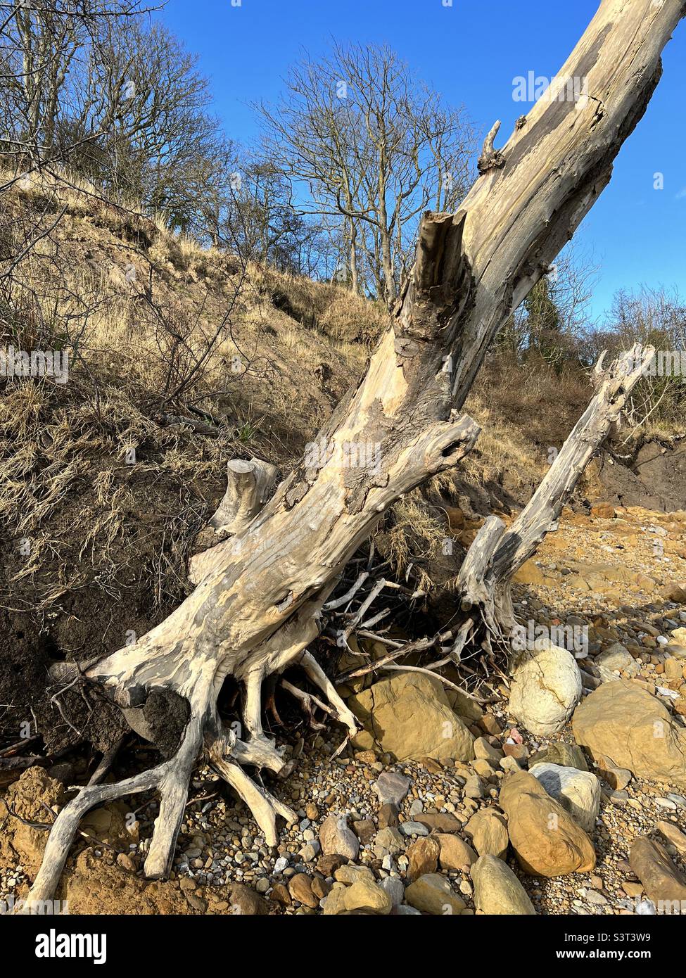 Toter Baum, der auf einen Strand fällt - Smartphone-aufgenommenes Stockfoto