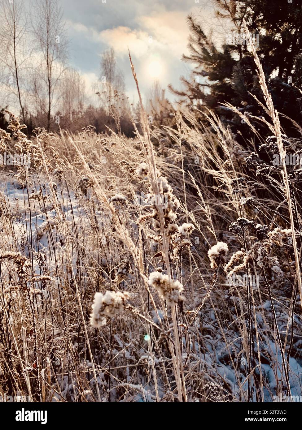 Goldfeld im Winter, Masowien, Polen Stockfoto