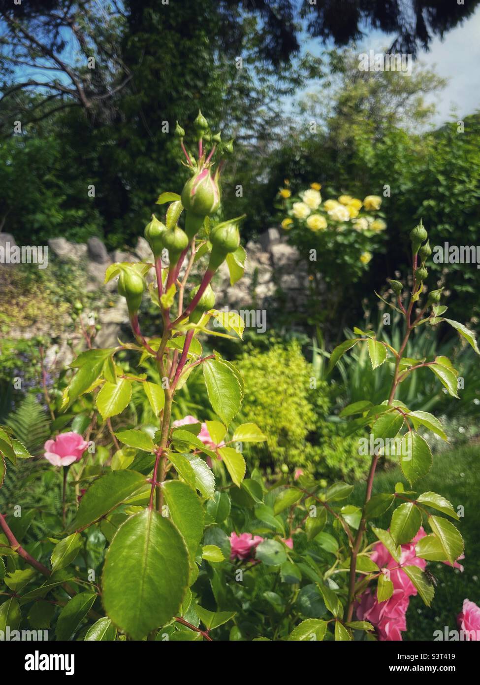 Ummauerter Rosengarten in Somerset, England, Großbritannien - Rosenblüten Stockfoto
