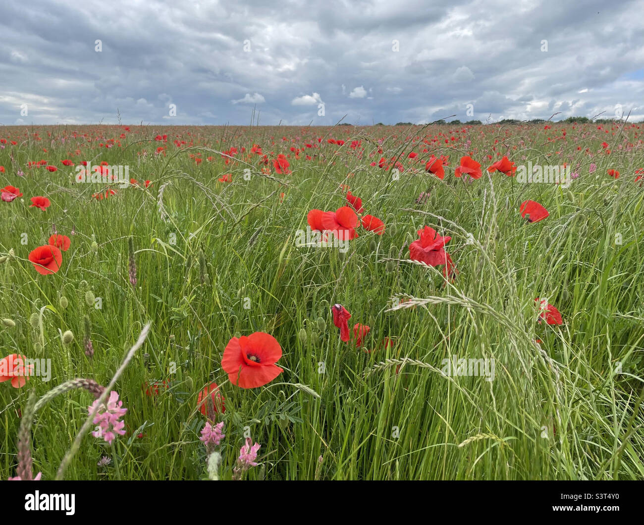 Mohnfeld - Smartphone-aufgenommenes Stockfoto