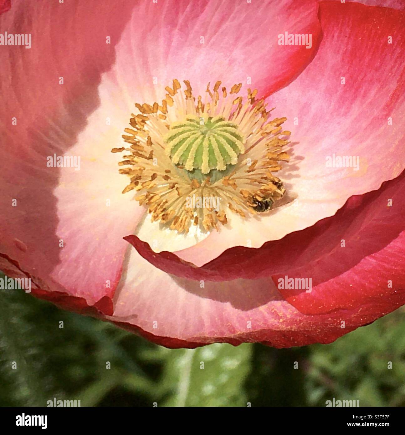 Mohn, Ted, grün, weiß, Gartenlicht, Gelb Stockfoto