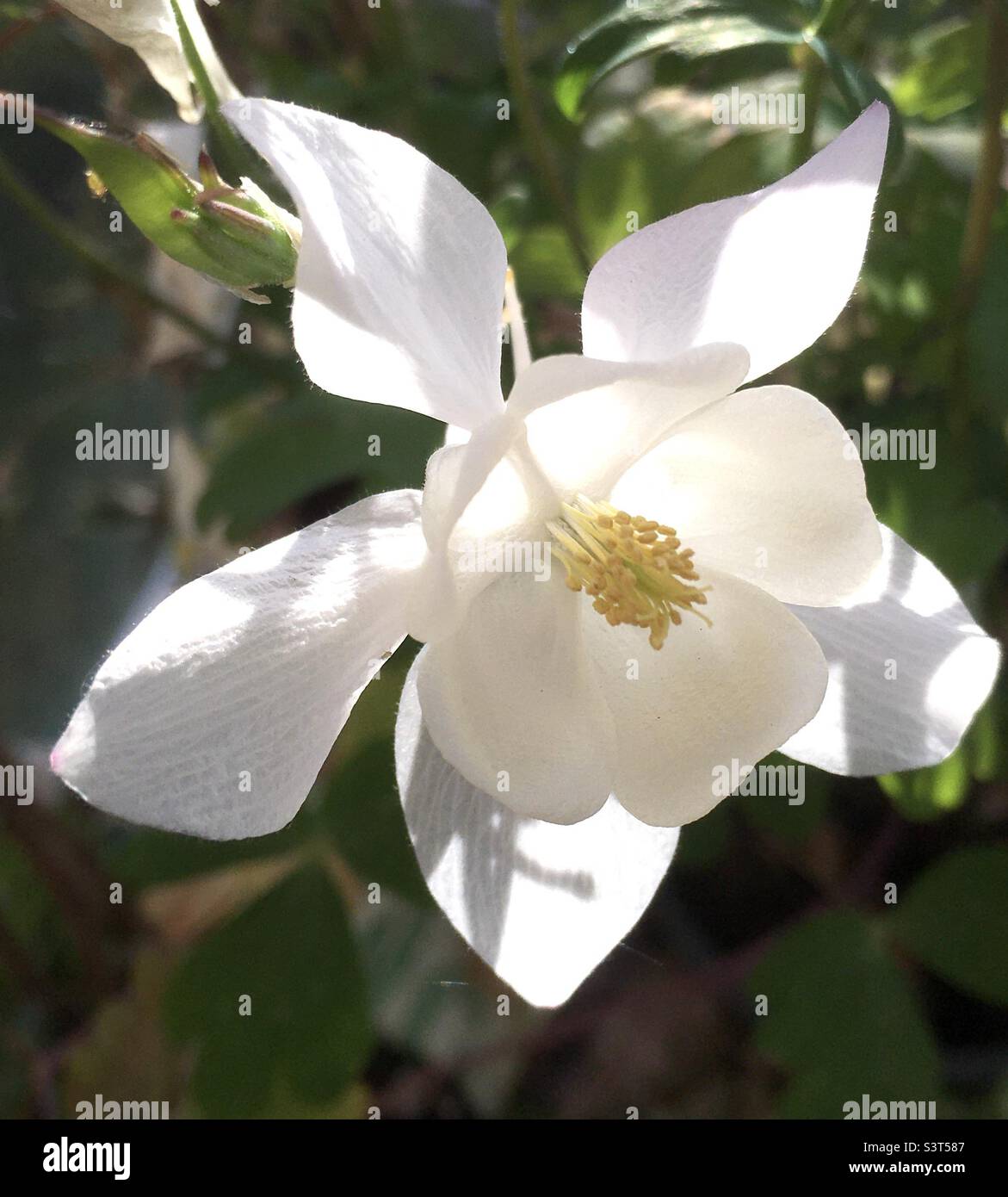 Sonnenlicht, weiß, grün, Blume, beleuchtet, Hell, Hoffnung, erhebend, gelb - Smartphone-aufgenommenes Stockfoto