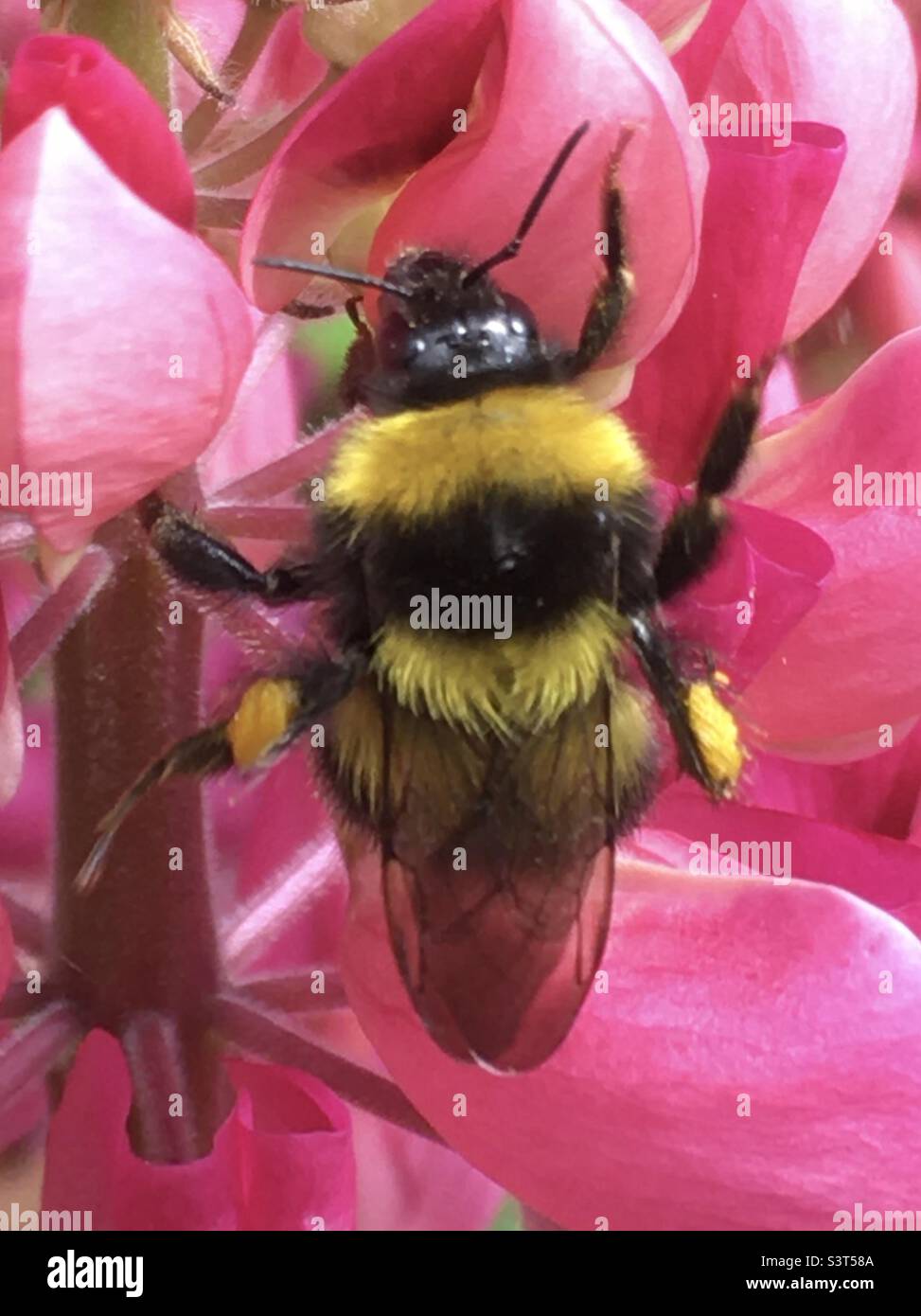 Biene, Blume, rosa, gelb, schwarz, Aktion, Stockfoto