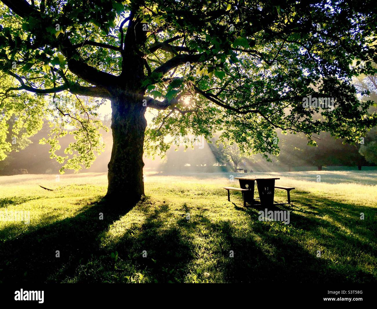 Picknickbank unter einem reifen Baum an einem schönen Morgen in einem großen Park, Ontario, Kanada. Lichtstreaming. Keine Personen. Perfekte Umgebung für ruhige Kontemplation oder Shin-Rin Yoku. Stockfoto