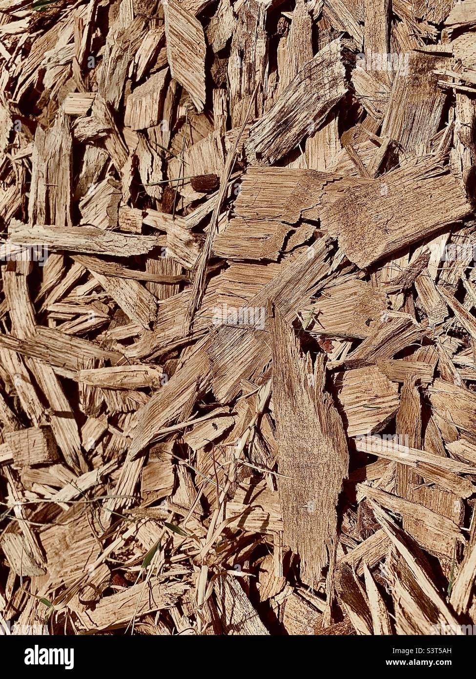 Hackschnitzel. Heller Holzmulchhintergrund - Smartphone-aufgenommenes Stockfoto