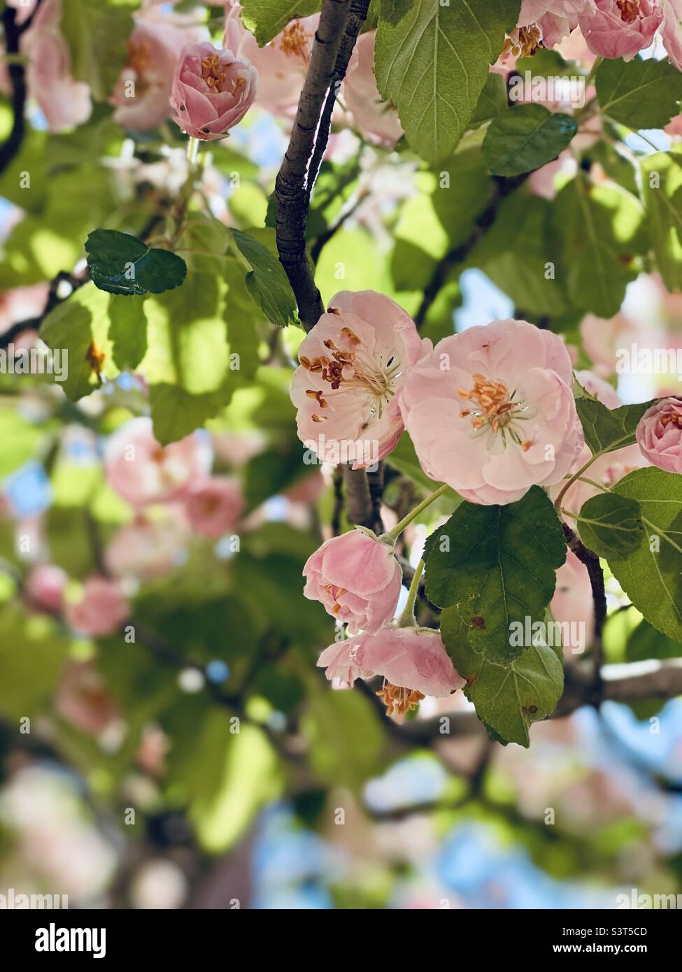 Kleine, rosafarbene Blüten mit grünen Blättern bedecken im Frühjahr die Äste der Bäume. Stockfoto