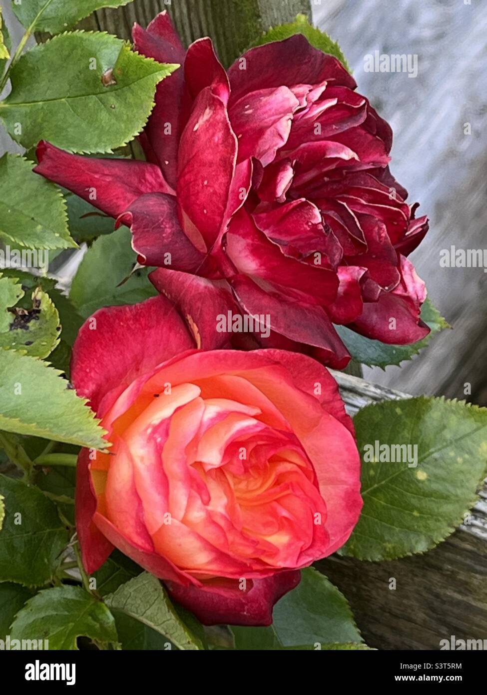 Rose blüht im Garten Stockfoto