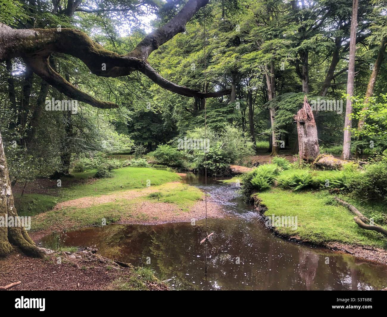 Schwingen Sie im Frühling über einen verwinkelten Waldbach, - Smartphone-aufgenommenes Stockfoto