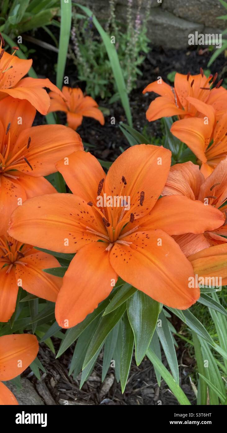 Leuchtend orange gefärbte Lilien Stockfoto