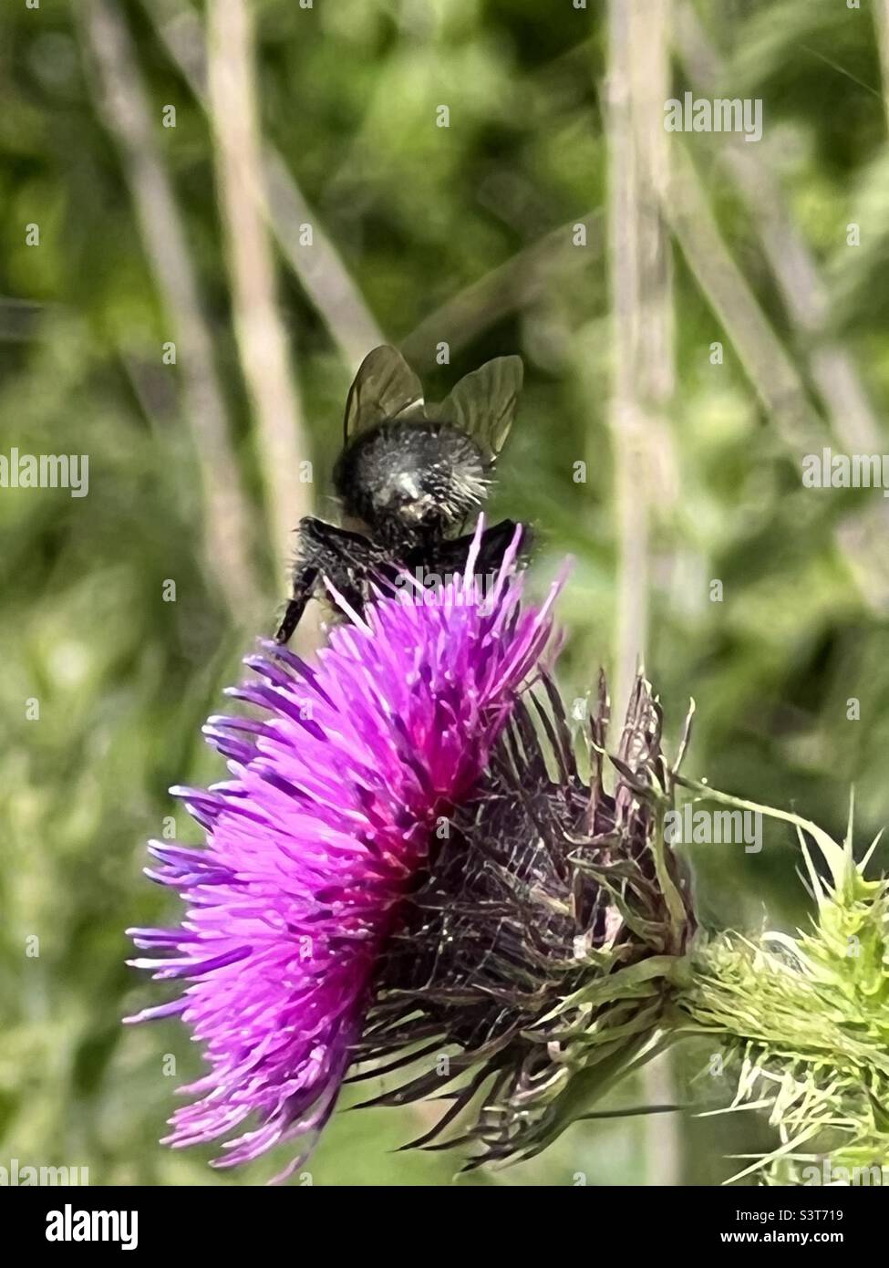 Bienen saugen Nektar aus Distelblütenkopf Stockfoto