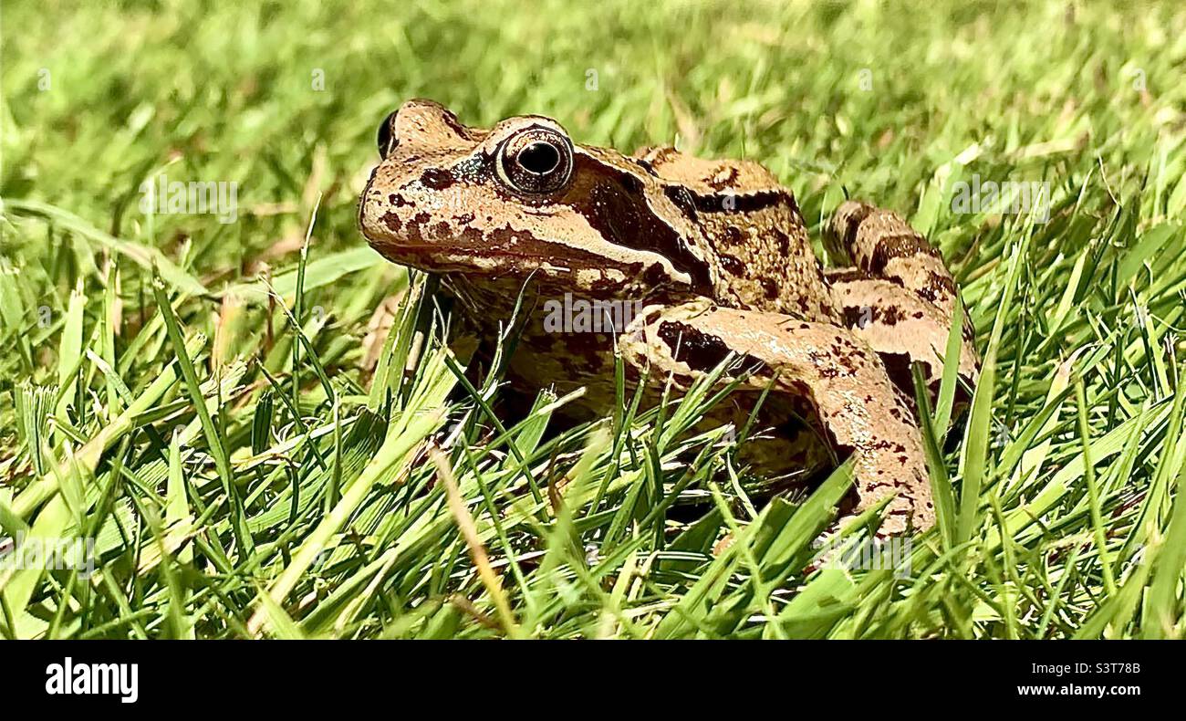 Ein schöner gewöhnlicher Frosch im Garten Juni 2022. - Smartphone-aufgenommenes Stockfoto