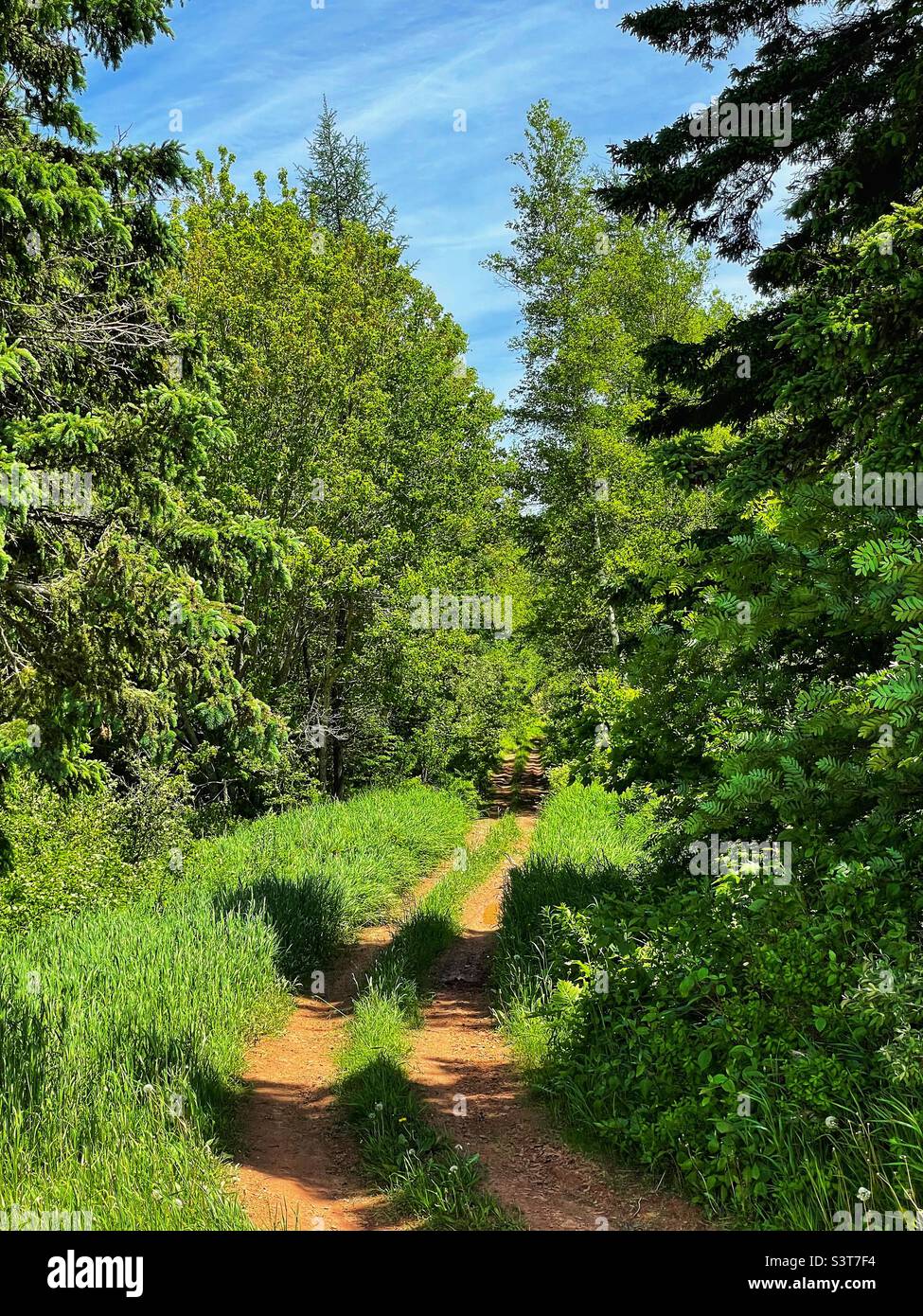 Eine Lehmstraße, die durch einen üppigen Wald führt. Stockfoto