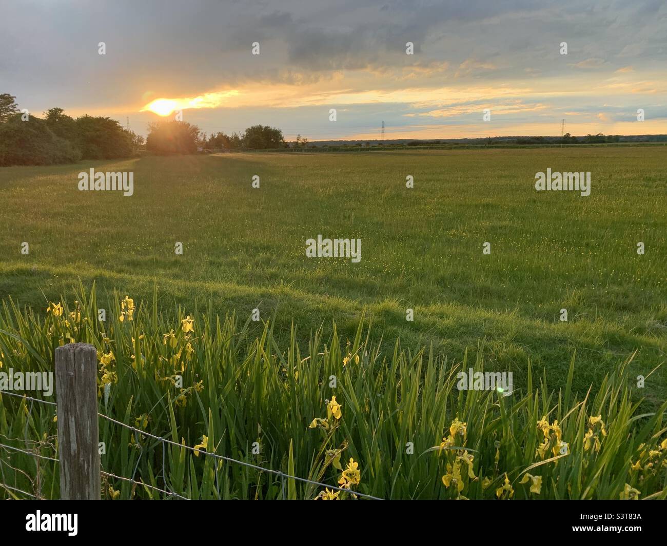 Trüber Sonnenuntergang über dem Feld mit gelber Iris im Vordergrund - Smartphone-aufgenommenes Stockfoto